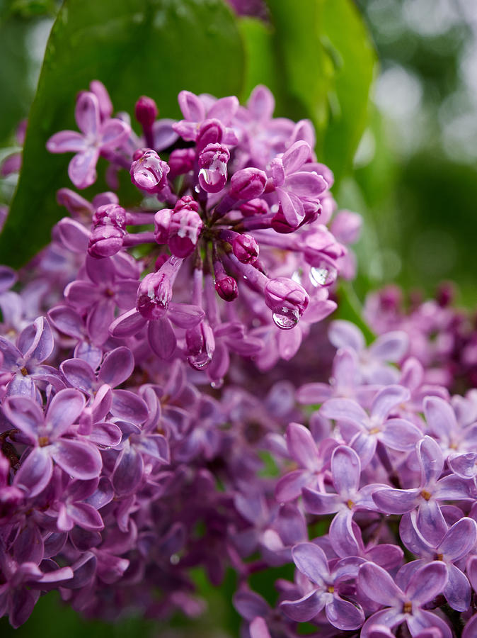 Lilac Photograph