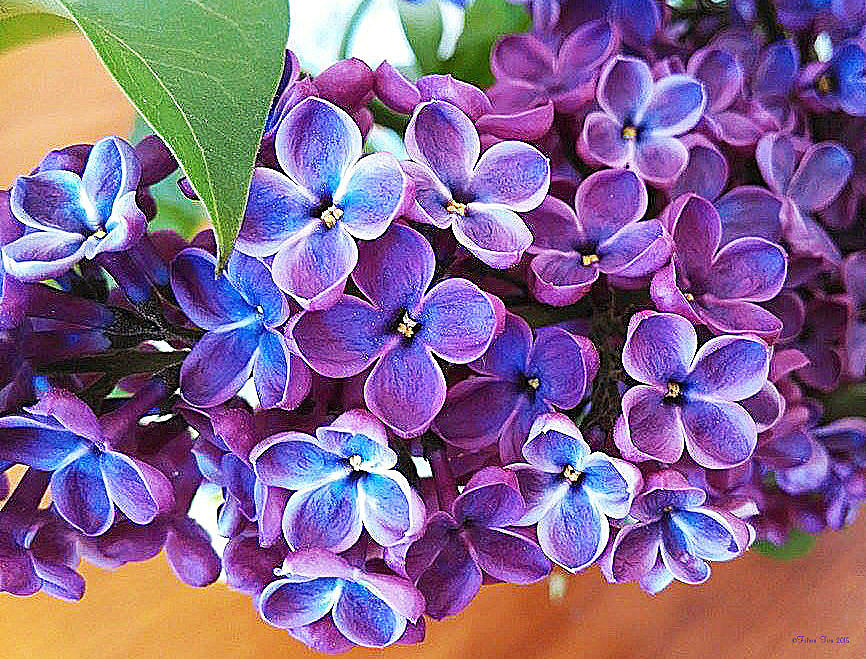 Lilac look Photograph by Felicia Tica