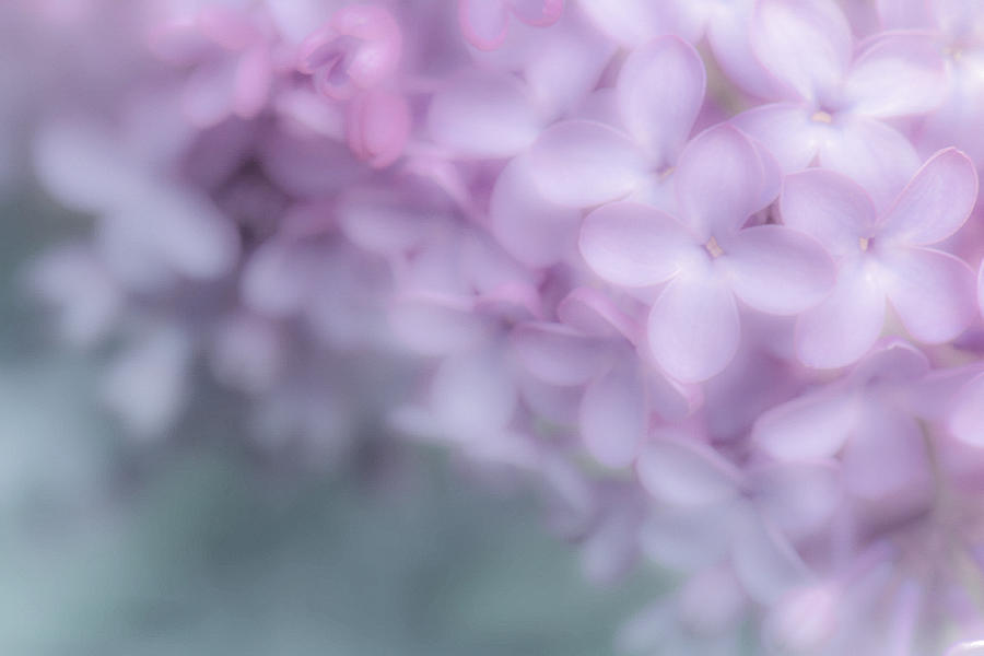 Nature Photograph - Lilac Love by Joy McAdams