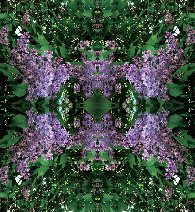 Lilac Mandala Digital Art by Celtic Artist Angela Dawn MacKay