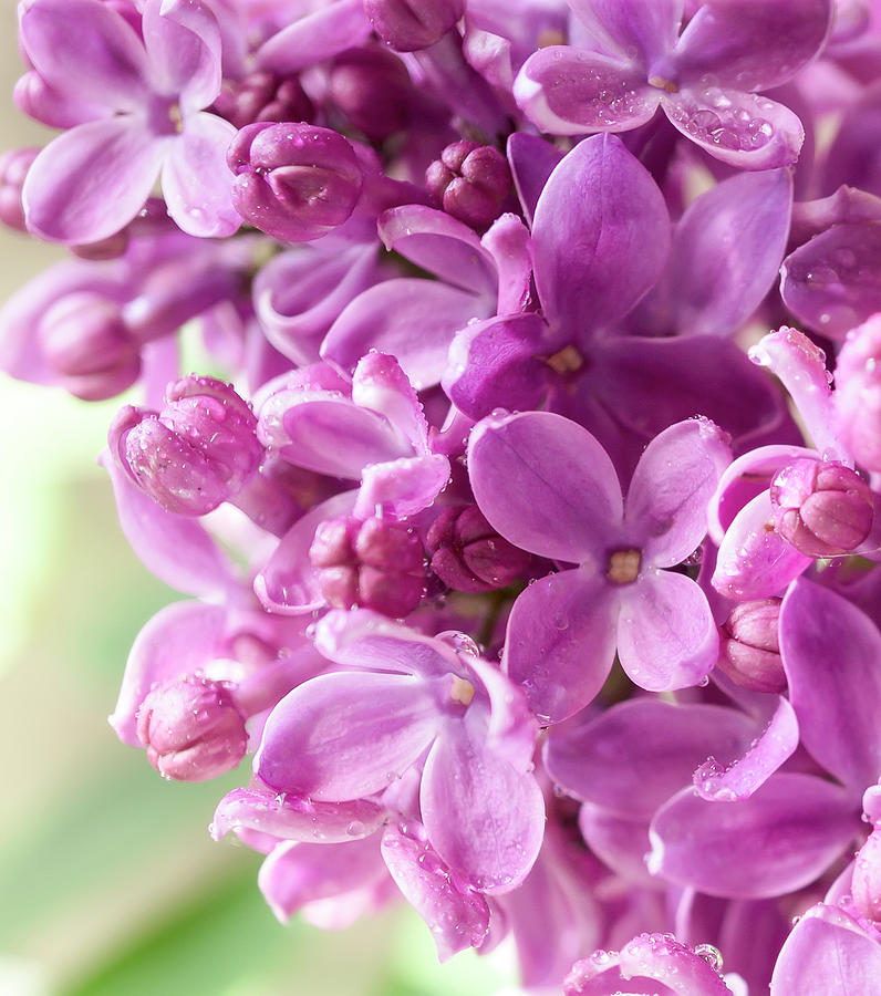 Lilac Flower Photograph by Mariola Szeliga