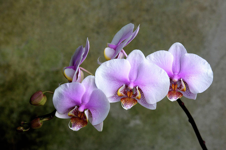Lilac Orchids Photograph by Rochelle Berman