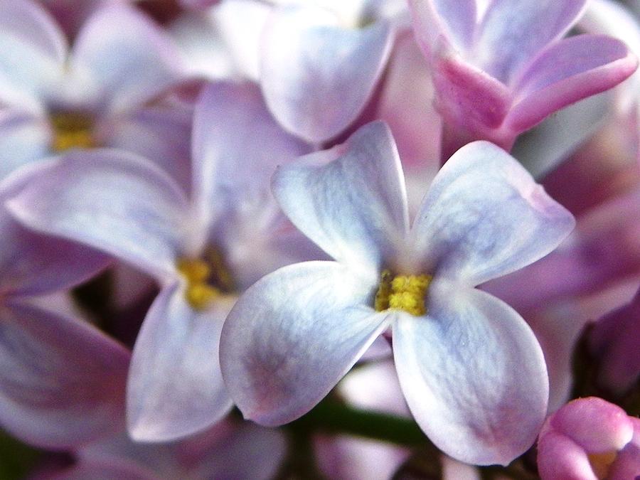 Lilac Photograph by Peggy King
