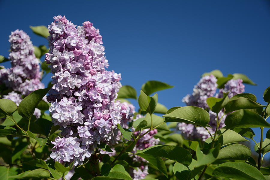 Lilac Perfection Photograph by Dave Hill
