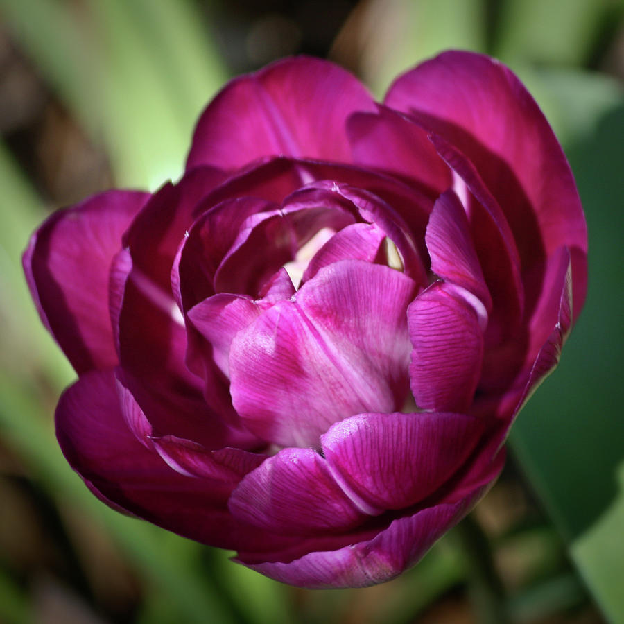 Lilac Perfection Tulip Squared Photograph by Teresa Mucha