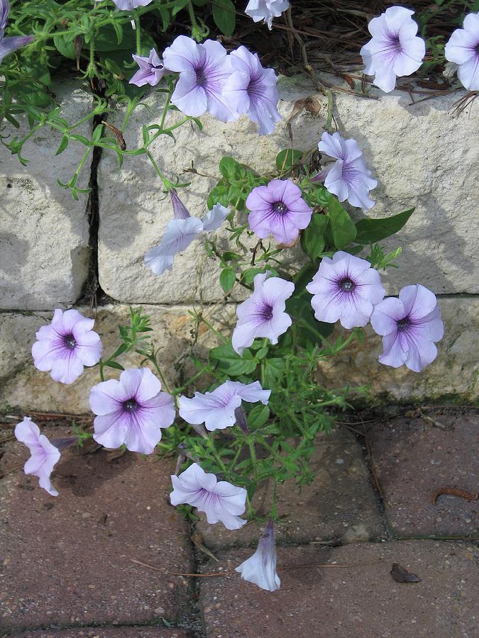 Lilac Petunias Photograph by Judith Lauter