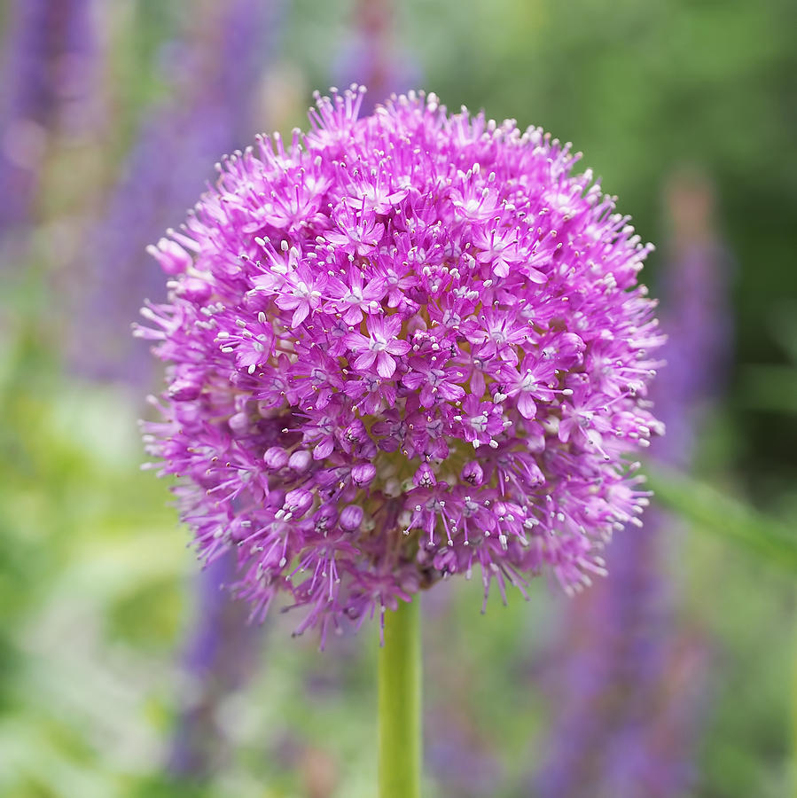 Lilac-pink Allium Photograph by Rona Black