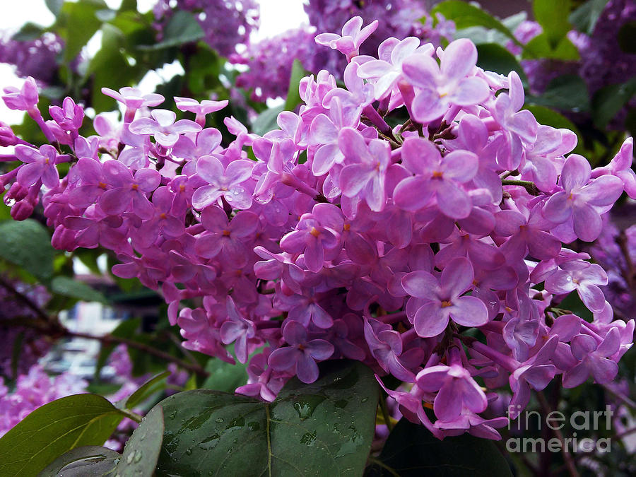 Lilac Pink Or Purple Photograph by Jasna Dragun