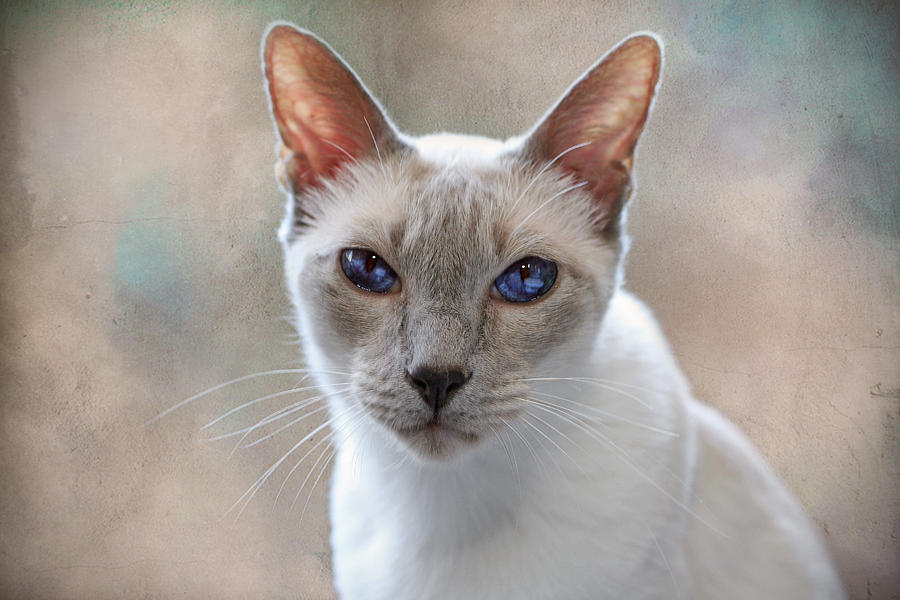 Lilac Point Siamese Photograph by Amy Jackson