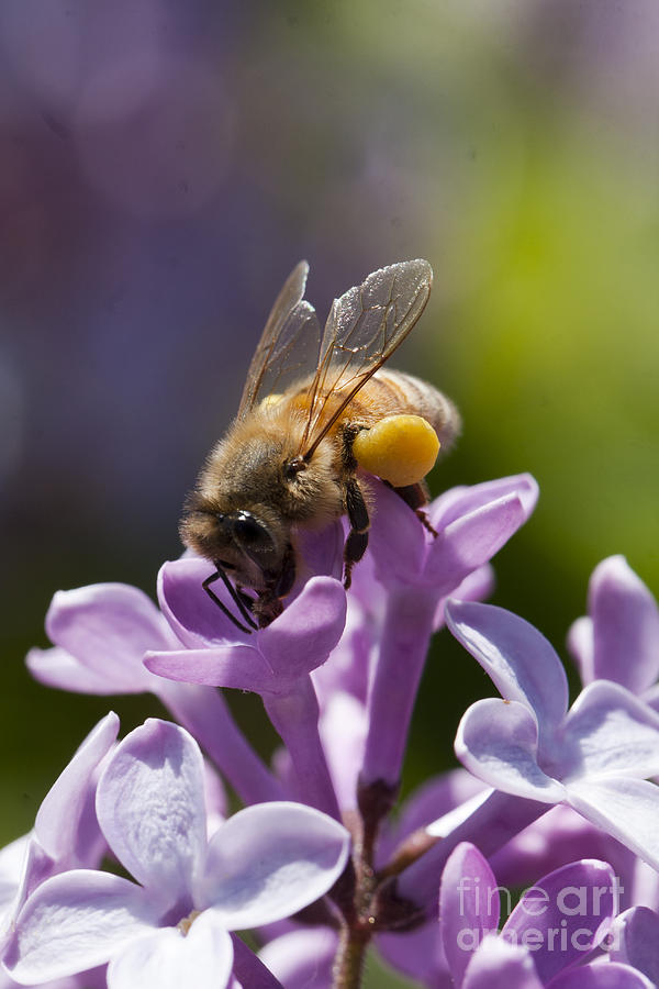Lilac Pollinator Photograph by Douglas Kikendall