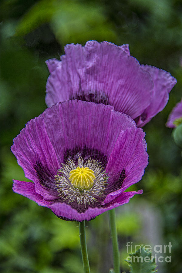 Lilac Poppy Photograph