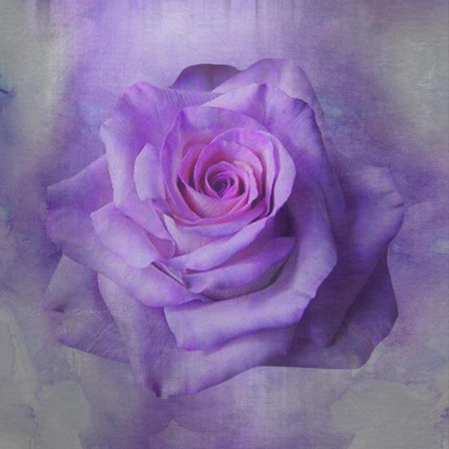 Lilac Purple Rose Mixed Media