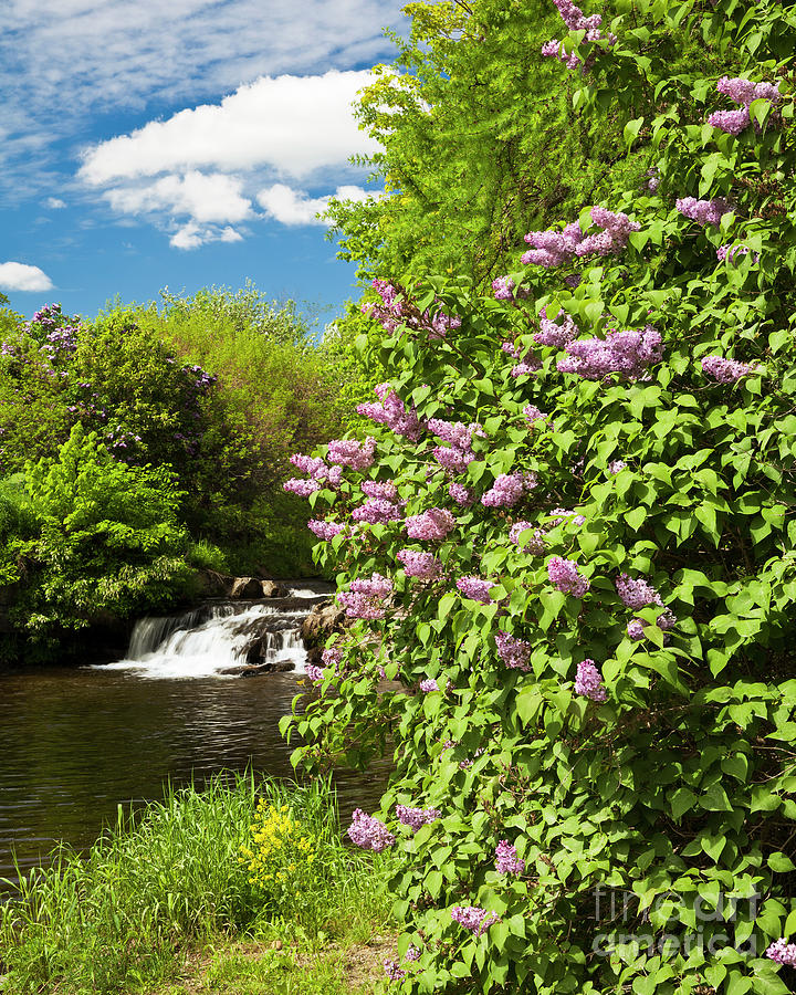 Lilac Scenic Photograph by Alan L Graham