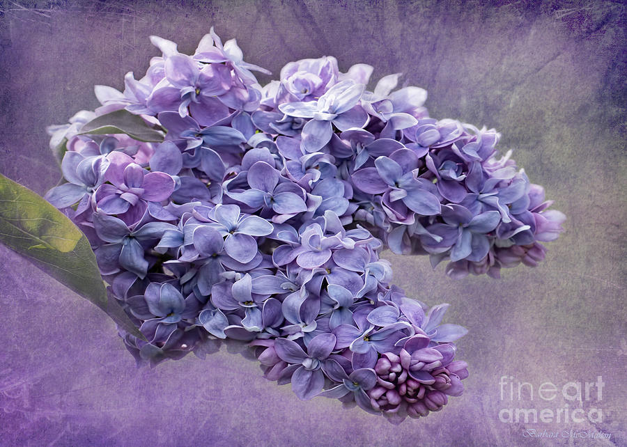 Lilac Spring Photograph by Barbara McMahon