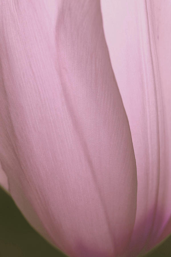 Lilac Tulip Love Photograph by The Art Of Marilyn Ridoutt-Greene
