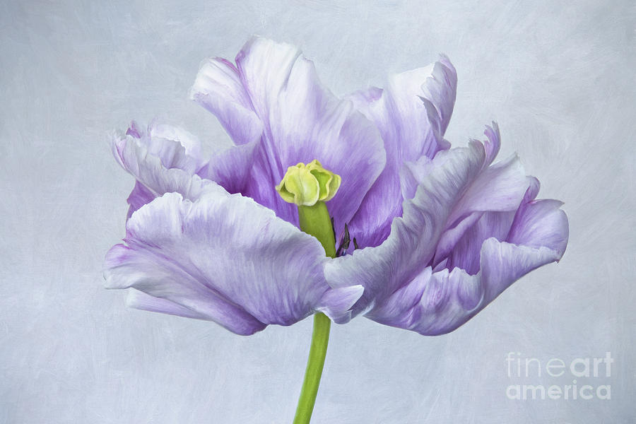 Tulip Photograph - Lilac Tulip  by Onelia PGPhotography