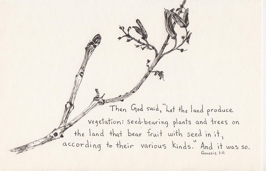 Buds Drawing - Lilac twig by Theresa Dansin