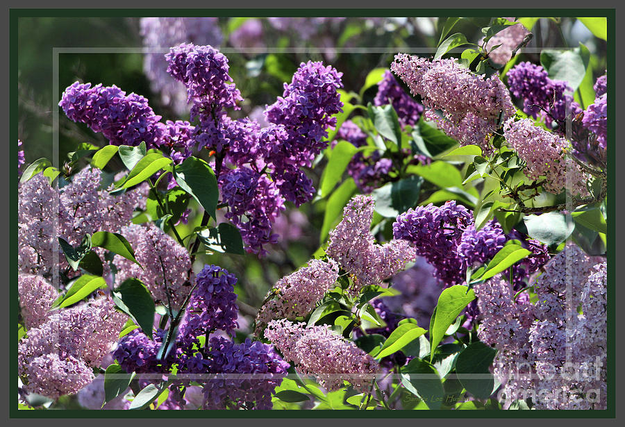 Lilac Variety Photograph by Sandra Huston