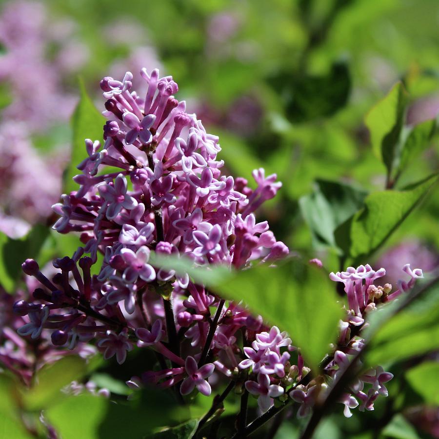 Lilac Voyerism Photograph by M E