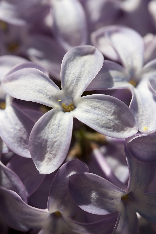 Lilac Wonder Photograph by Mary Haber