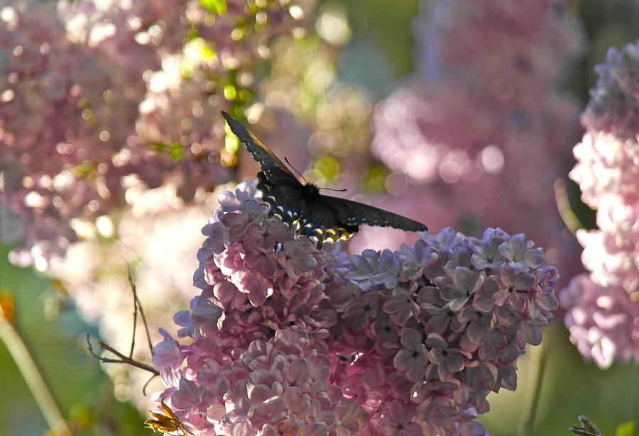 Lilac World Photograph by Michele Myers