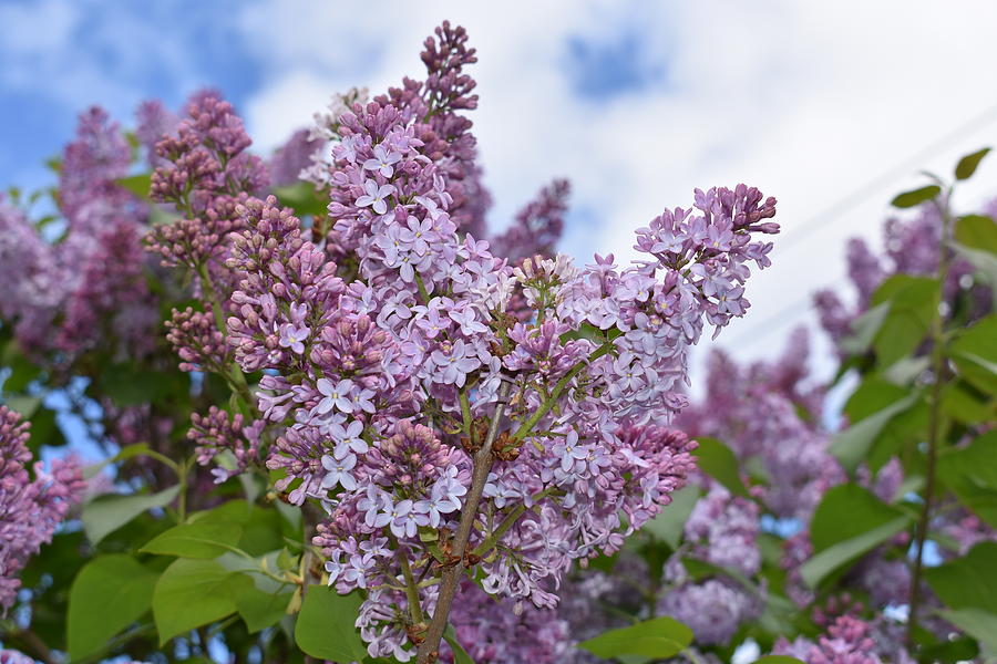 Lilacs 1 Photograph by Nina Kindred
