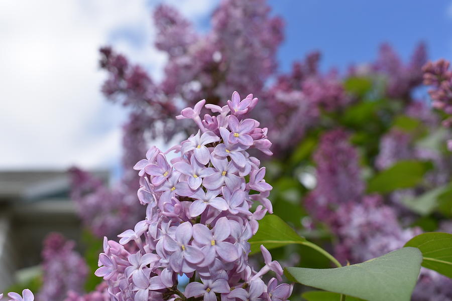 Lilacs 2 Photograph by Nina Kindred