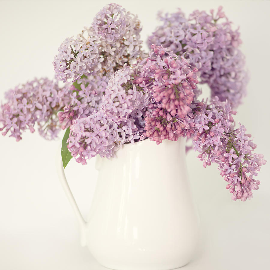 Lilacs 4 Photograph By Lisa Charbonneau - Fine Art America