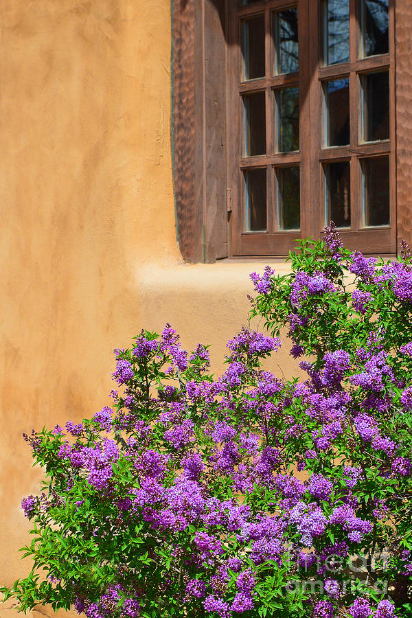 Lilacs and Adobe Photograph by Catherine Sherman