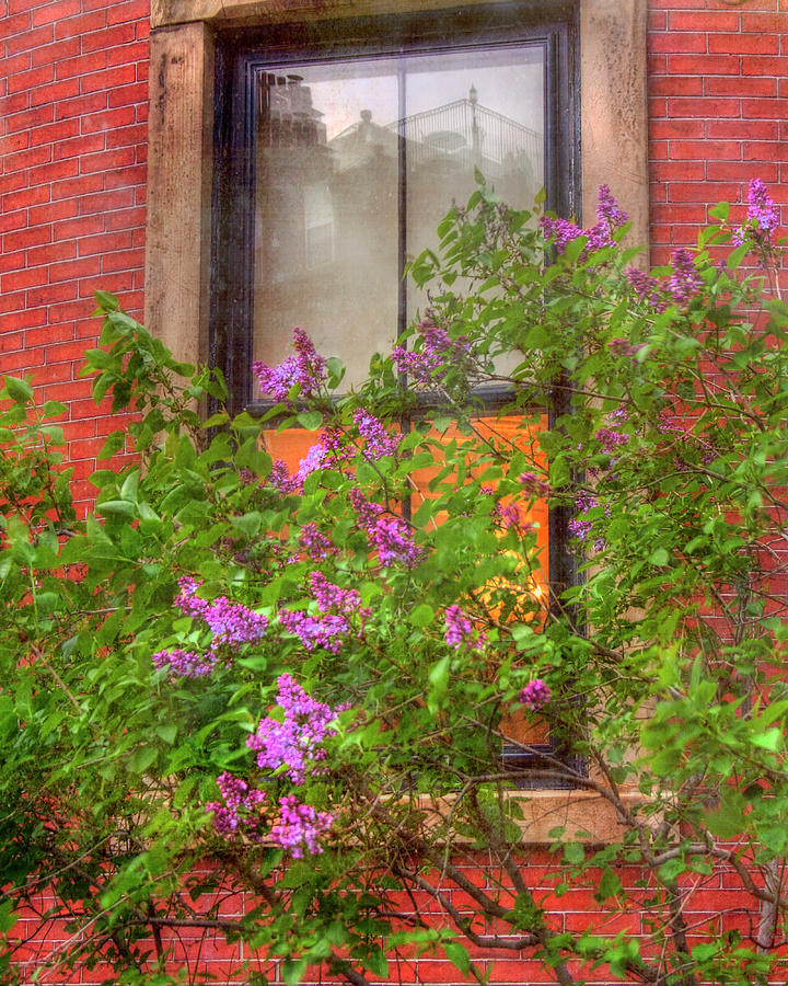 Lilacs and Old Windows Photograph by Joann Vitali