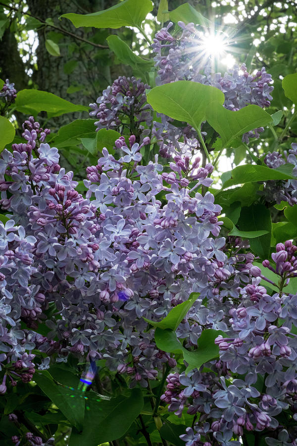 Lilacs and Sunshine Photograph by Mary Lee Dereske