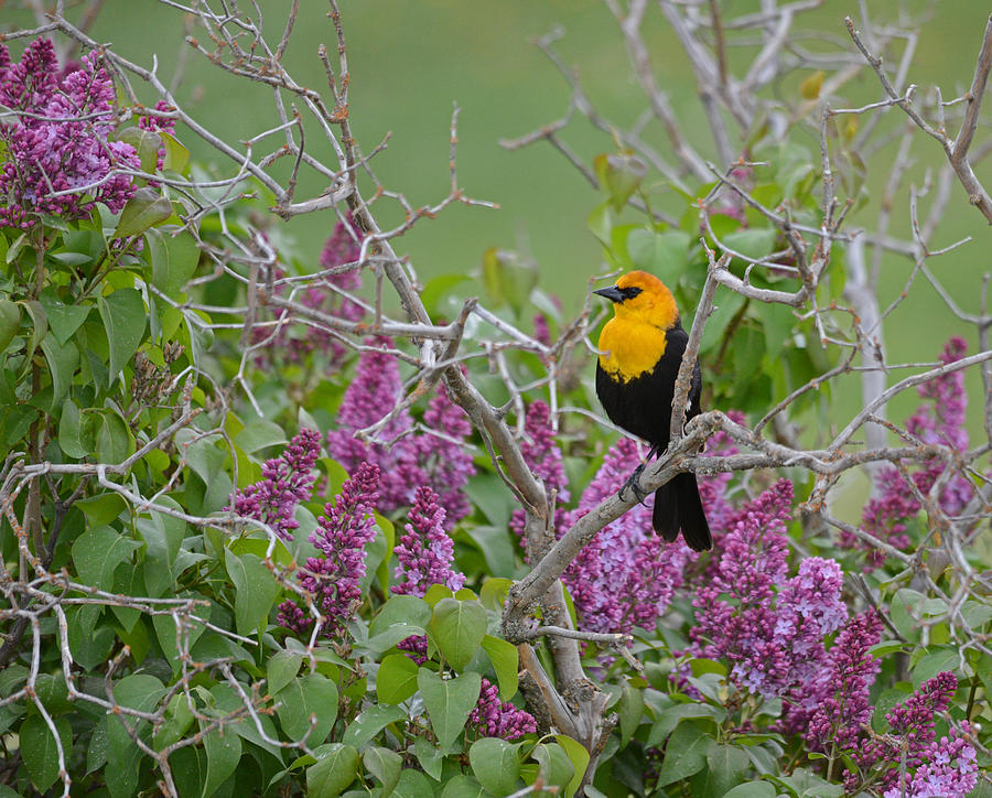 Lilacs and Yellowhead Blackbirds Photograph by Whispering Peaks Photography
