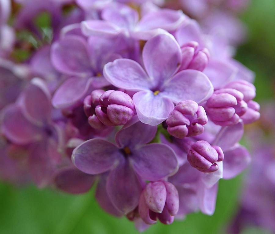 Lilacs Are Springtime Photograph by Lori Lafargue