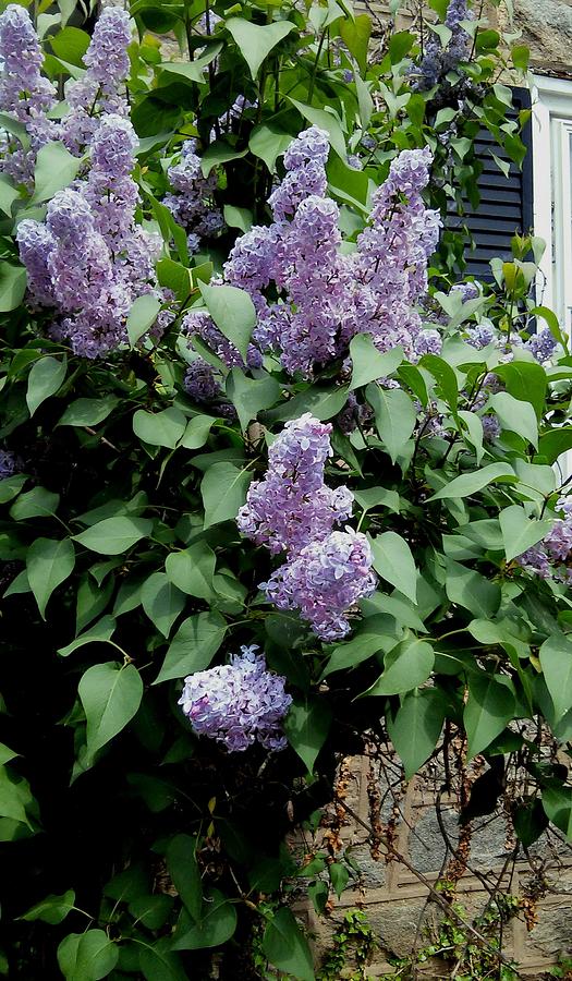 Lilacs by my Window Painting by Vickie G Buccini