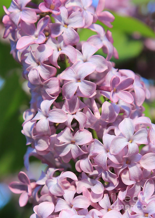 Lilacs Closeup Photograph by Carol Groenen