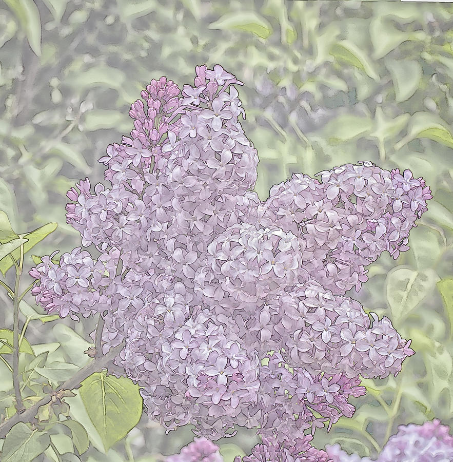 Lilacs - Coloring Book Effect   Photograph by Constantine Gregory