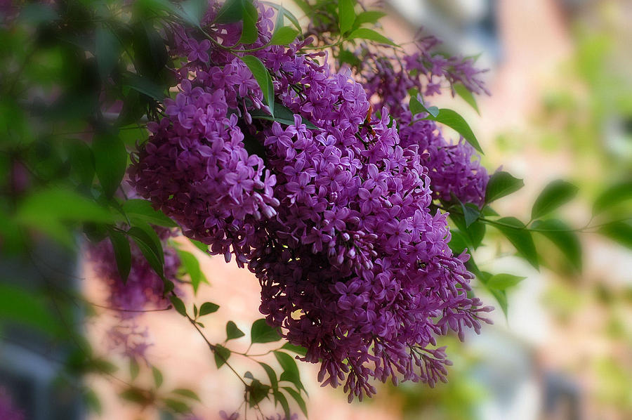 Lilacs Photograph by Elaine Manley