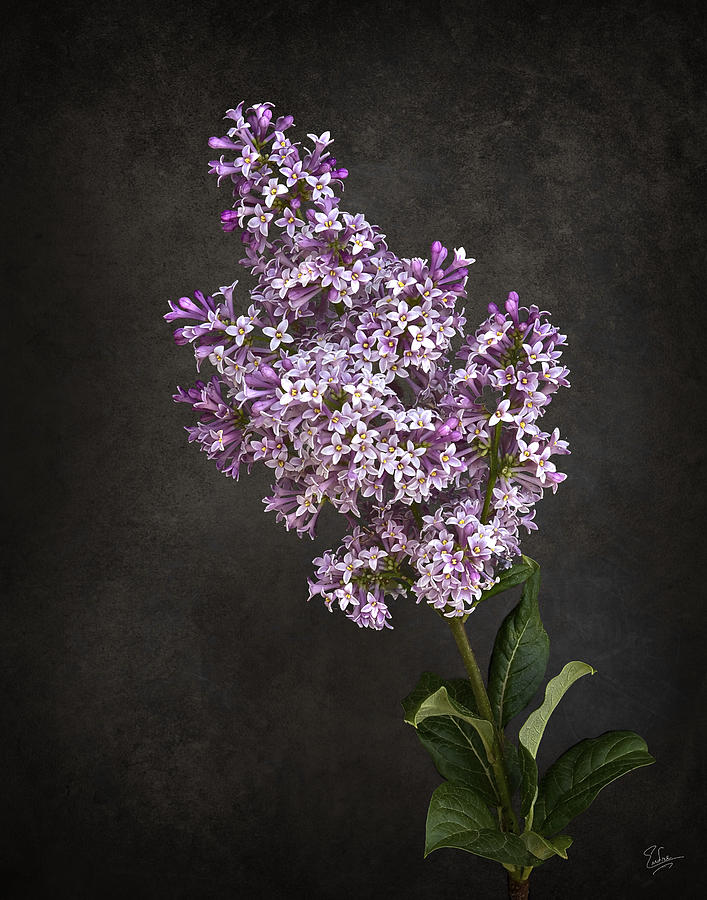 Lilacs Photograph by Endre Balogh