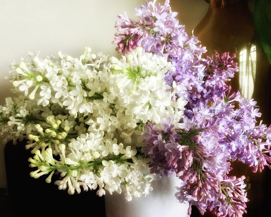 Lilacs From The Portland House Gardens Photograph by Patricia E Sundik