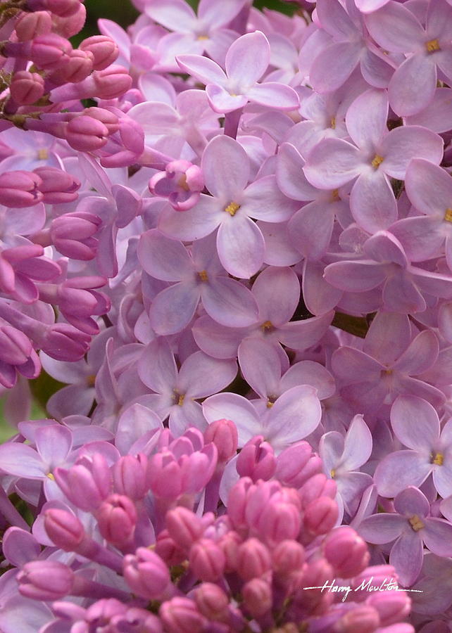 Lilacs Photograph by Harry Moulton