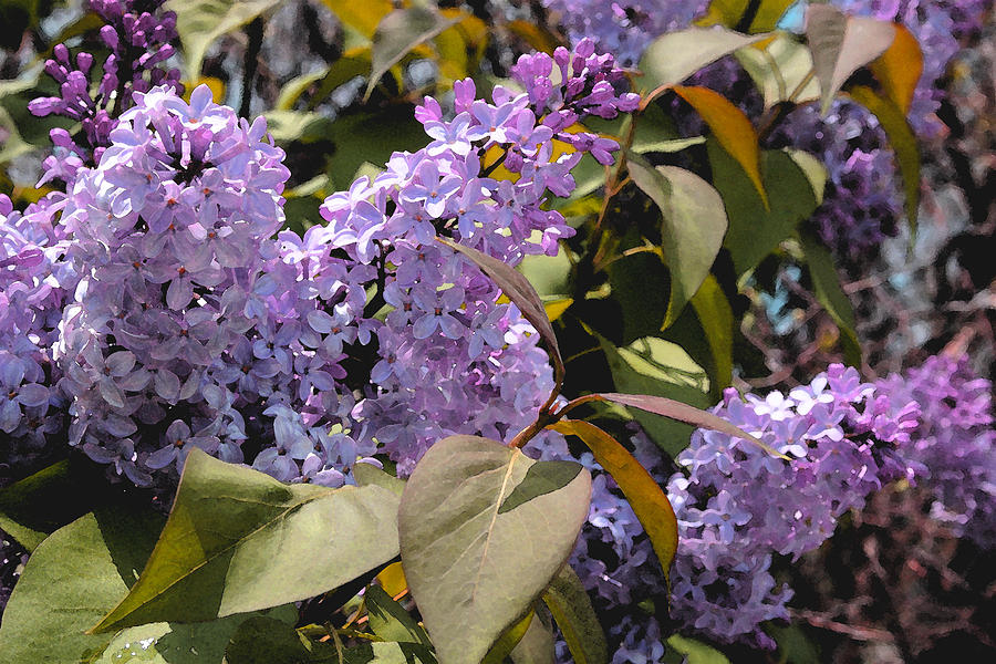 Lilac Photograph - Lilacs II by Lynne Guimond Sabean Lilac Photograph - Lilacs II by Lynne Guimond Sabean