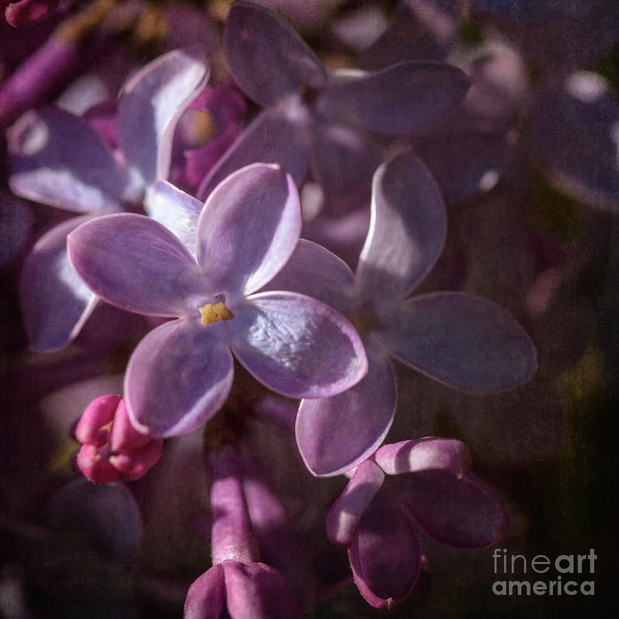Lilacs II Photograph by Tamara Becker