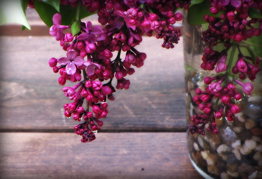 Lilacs In A Vase Photograph by KATIE Vigil