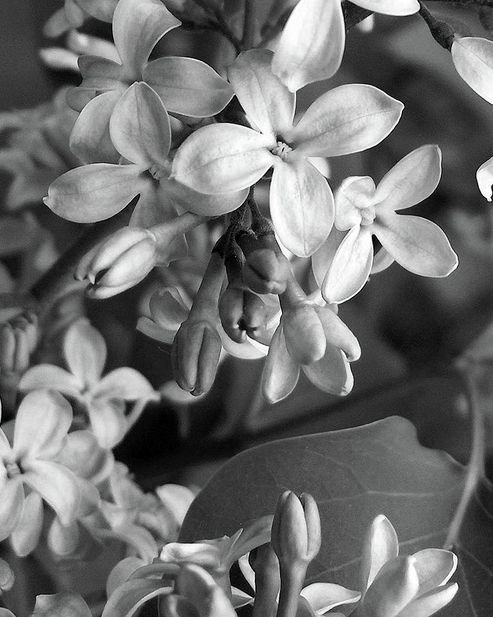 Lilacs in Black and White Photograph by Kathi Mirto
