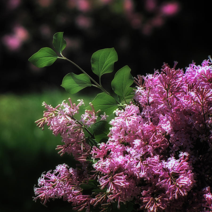 Flower Photograph - Lilacs in Bloom by Betsy Foster Breen