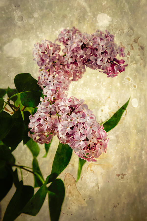 Lilacs In Bloom Photograph