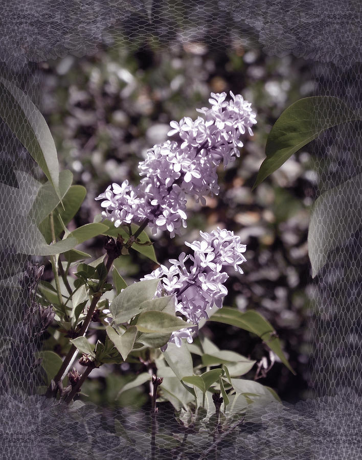 Lilacs in Lace Photograph by Laura Iverson