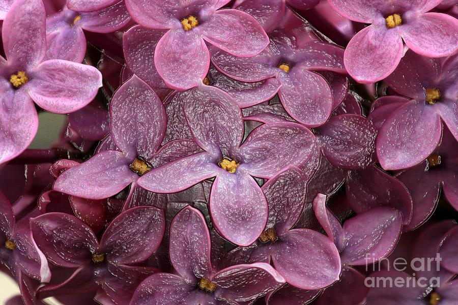 Lilacs in Plastic Photograph by Rick Rauzi