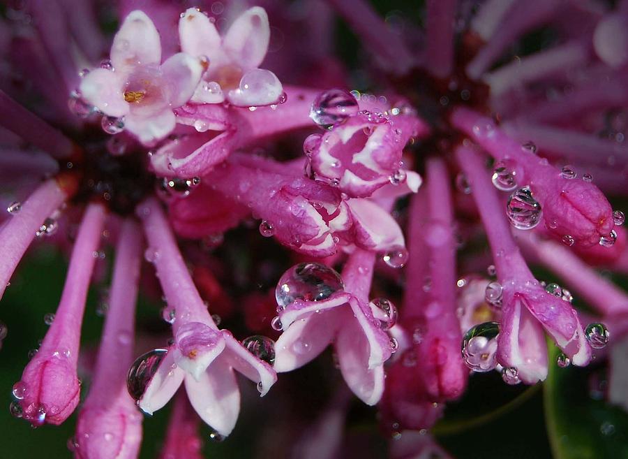 Lilacs in Rain Photograph by Marilynne Bull
