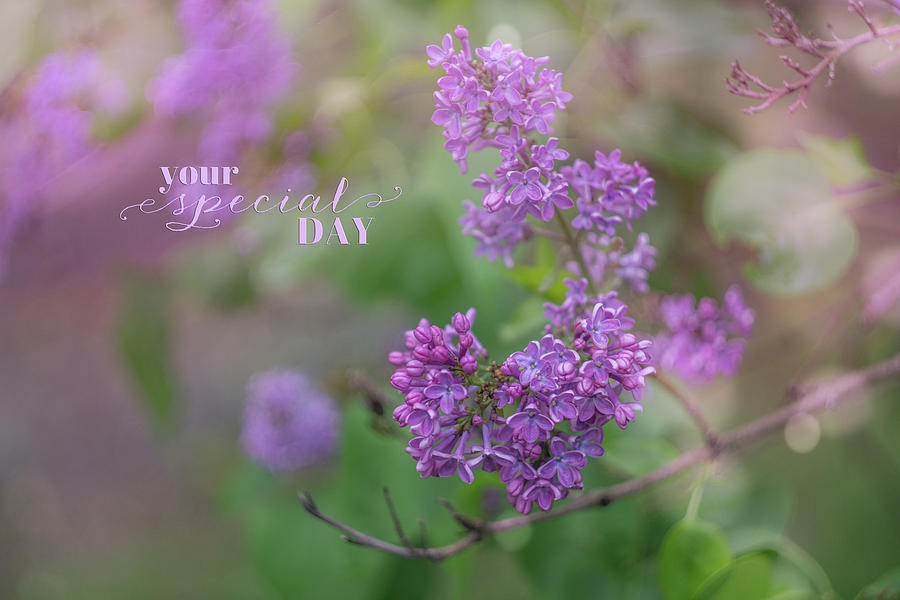 Spring Photograph - Lilacs in Spring by June Marie Sobrito